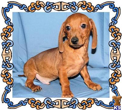 Dachshund Puppies 
